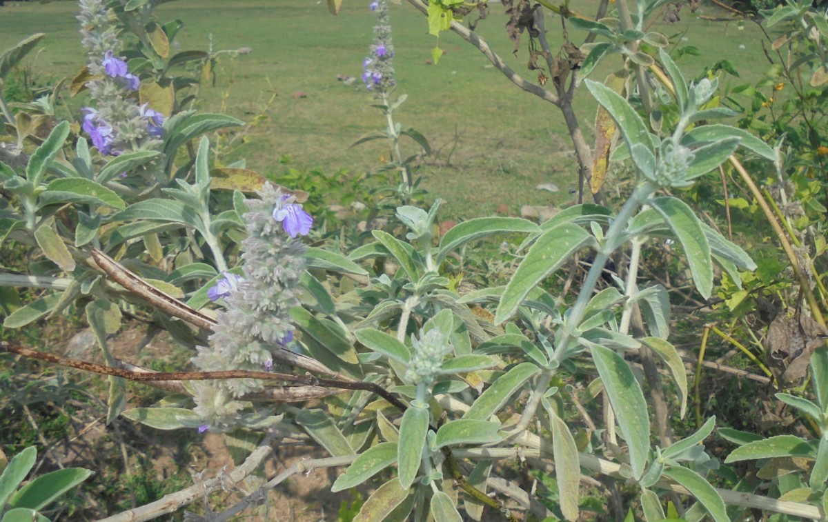 Anisomeles malabarica (L.) R.Br.